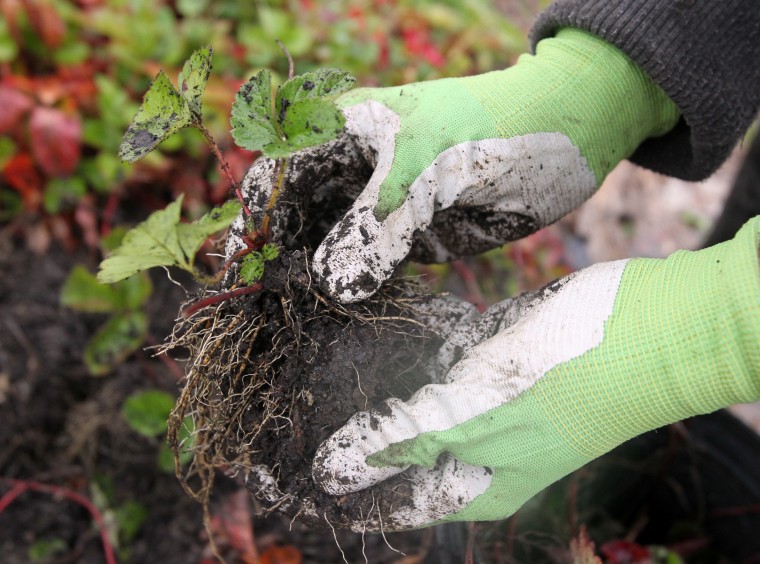 FALL LANDSCAPING CHORES